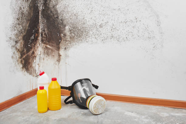 Best Commercial Mold Removal  in Edgewood, IN