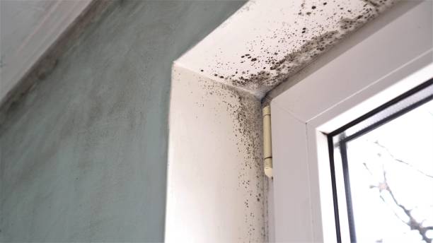 Best Mold Removal Process  in Edgewood, IN