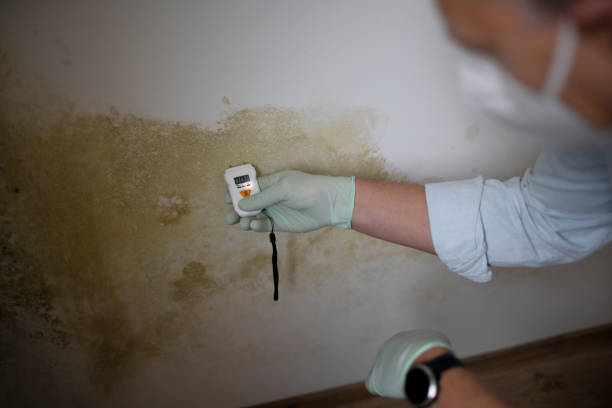 Attic Mold Removal in Edgewood, IN