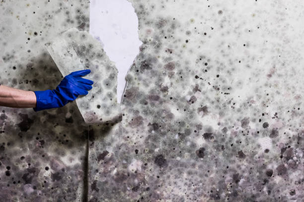 Office Mold Removal Services in Edgewood, IN